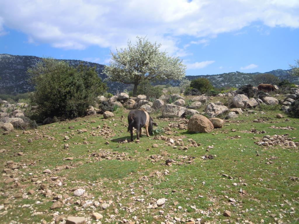 Apartment Verde Santa Maria Navarrese Dış mekan fotoğraf
